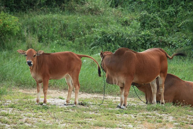 水果树羊粪和鸡粪哪个施肥效果好,鸡粪和羊粪种粮食哪个做肥料更好