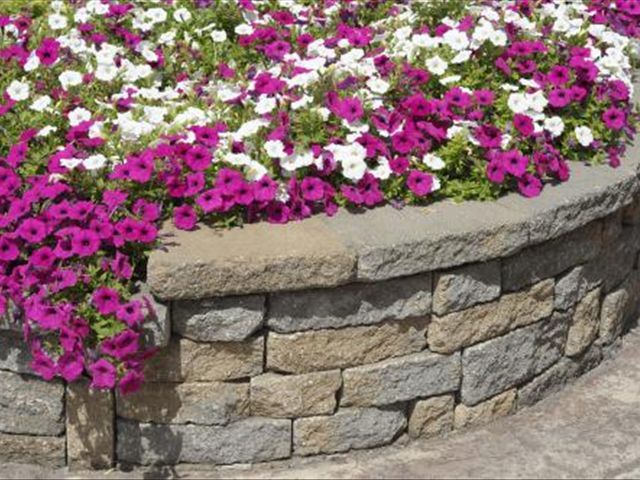 矮脚牵牛花的养殖方法和注意事项,牵牛花生命力极强