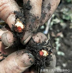 种草莓什么苗最好,种草莓是买种子好还是苗好