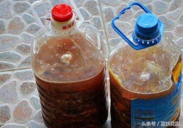 杜鹃花夏季花蕾不开叶子发黄发焦,栀子花杜鹃花怎么养护