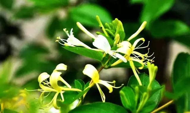 什么野菜养生最好吃,野菜纯天然有营养你知道怎么吃吗