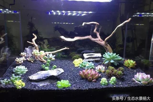 家里多余的闲置鱼缸,家里的空鱼缸处理方法