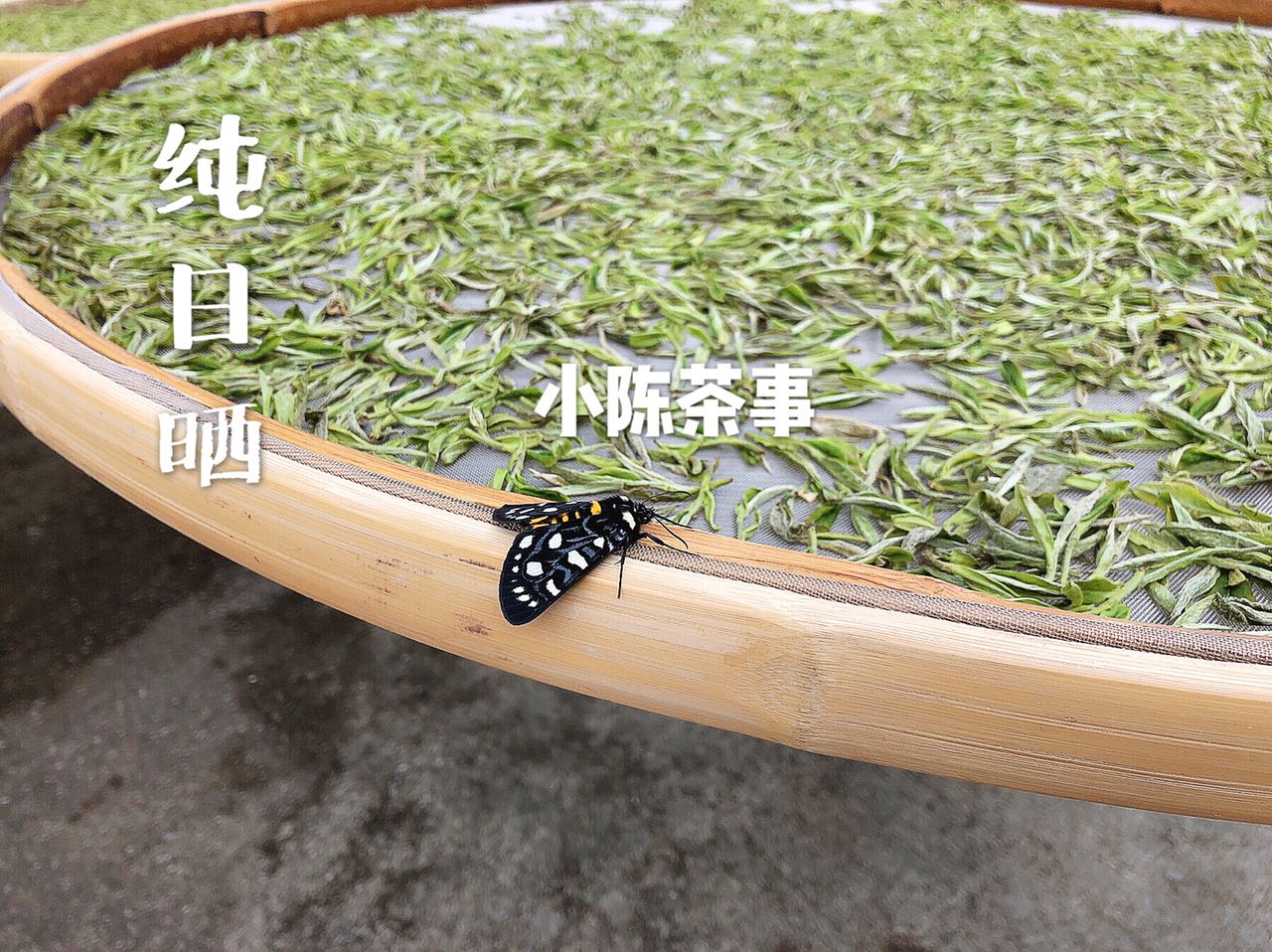 天目山白茶是白茶还是绿茶,白茶属于绿茶吗喝白茶的好处