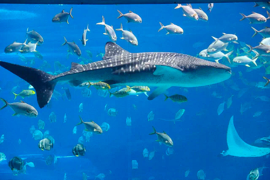 一天游珠海长隆海洋王国亲子攻略,珠海长隆海洋王国亲子游北极熊