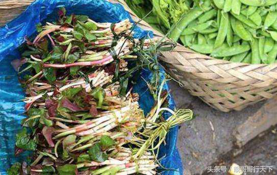 十大百吃不厌的蔬菜,很多人不喜欢吃的十种蔬菜