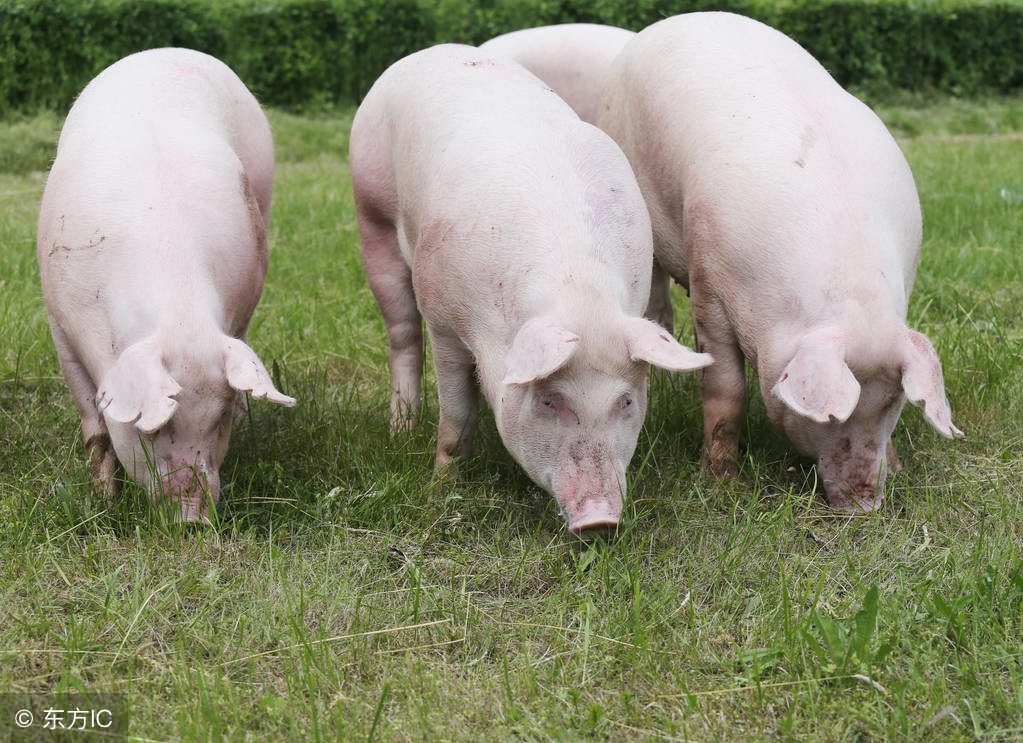 「养猪经验」母猪配种的黄金时间表以及母猪的输精规则！