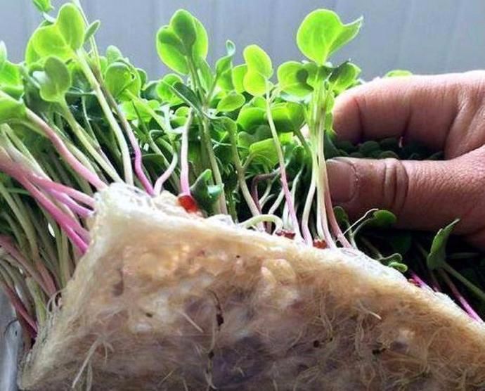 在家种菜不用土的方法,如何不用土就可以种菜