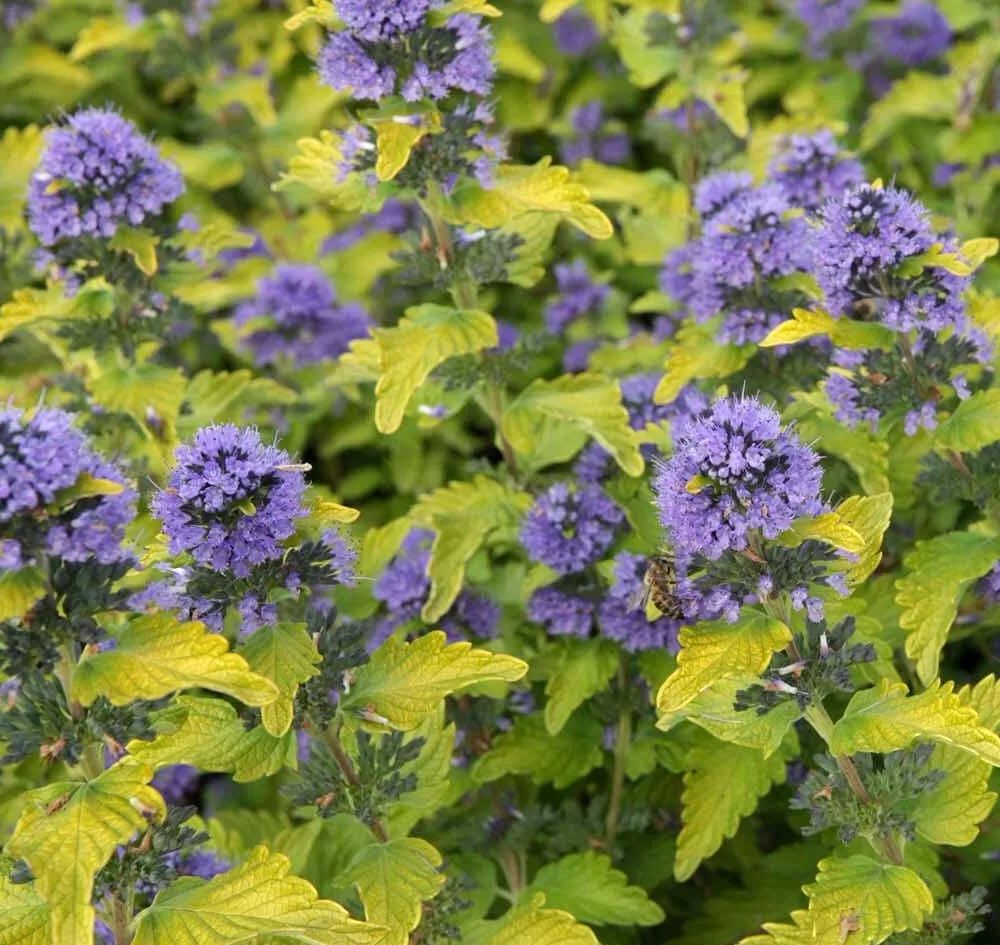 好种植的藤本植物,45种植物图片