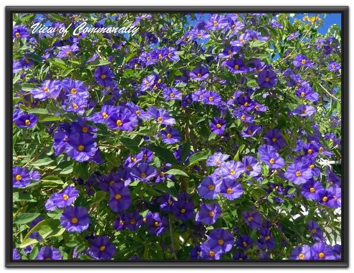 好种植的藤本植物,45种植物图片