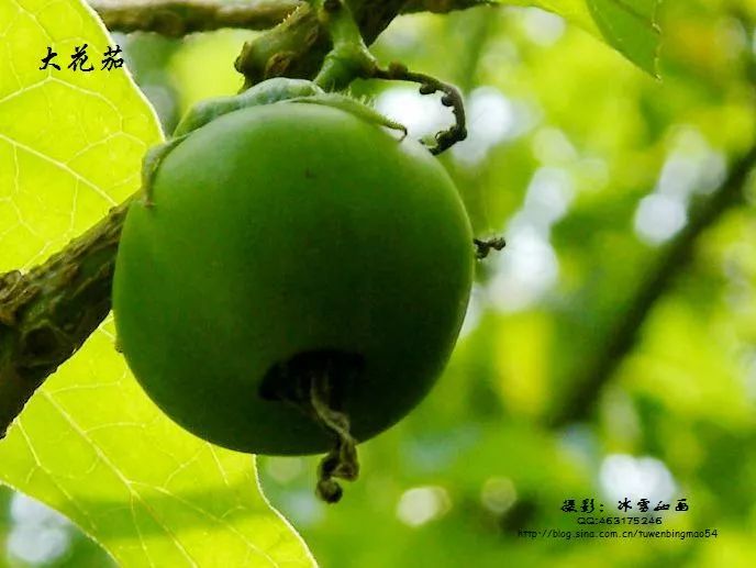 好种植的藤本植物,45种植物图片