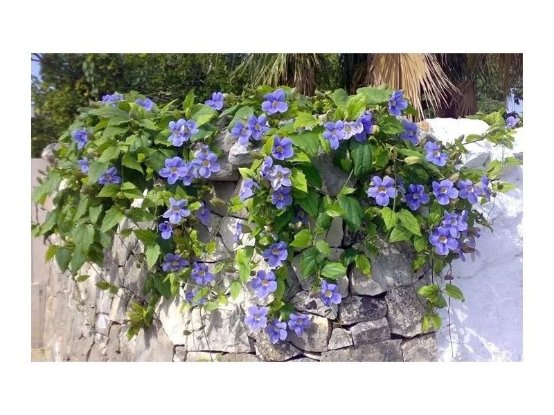 好种植的藤本植物,45种植物图片