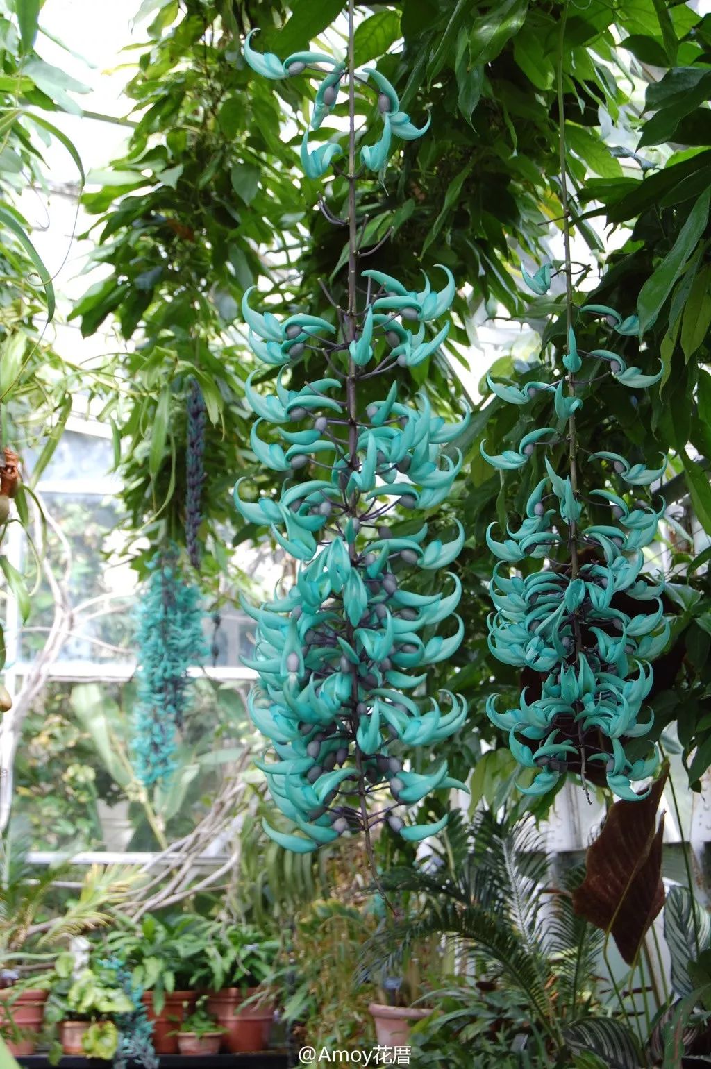 好种植的藤本植物,45种植物图片