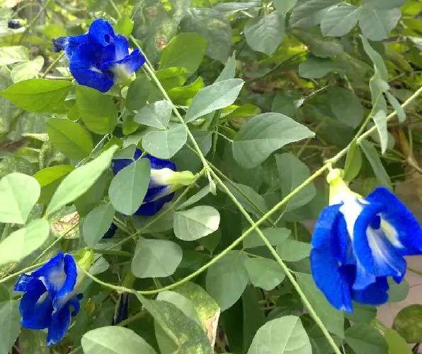 好种植的藤本植物,45种植物图片