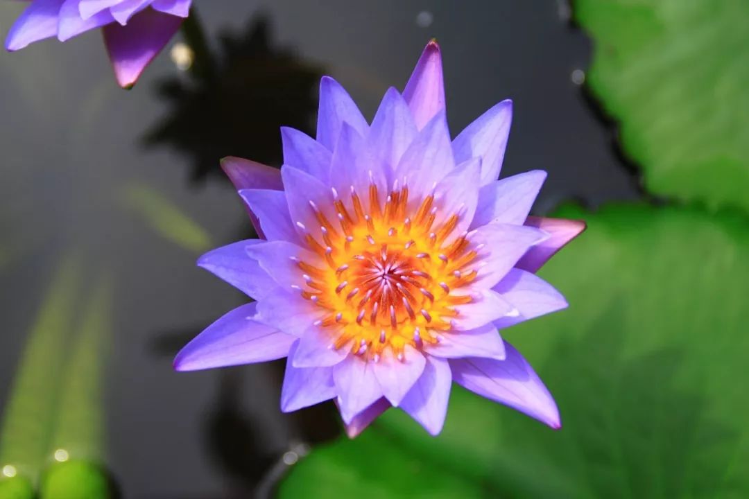 好种植的藤本植物,45种植物图片