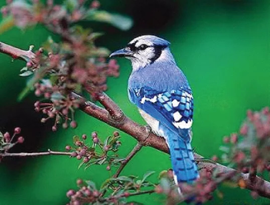 昕薇磨砂美肤乳,昕薇日本