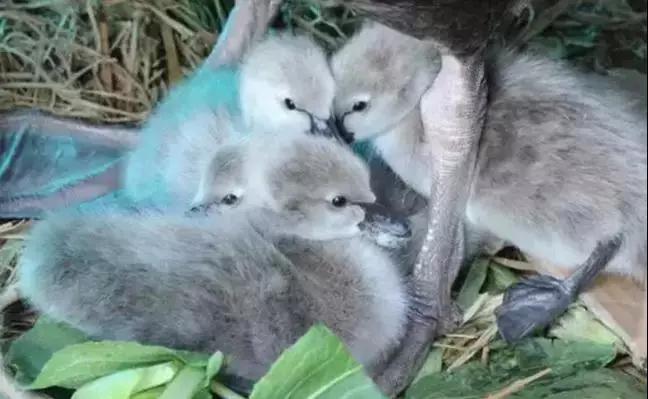 网红天鹅添丁视频,苏州天鹅港华庭喜提新房