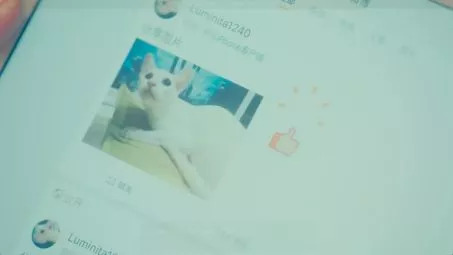 吸猫热潮来袭,养猫被忽悠的那些事