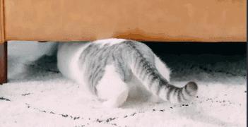 吸猫热潮来袭,养猫被忽悠的那些事