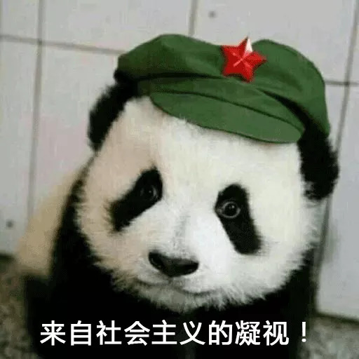 每一只可爱滚滚的背后,都有一群起名字不靠谱的人!