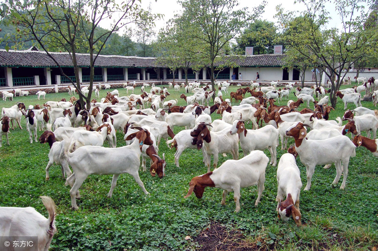 养羊技术分享羊支气管炎防治办法,养羊怎么防羊瘟