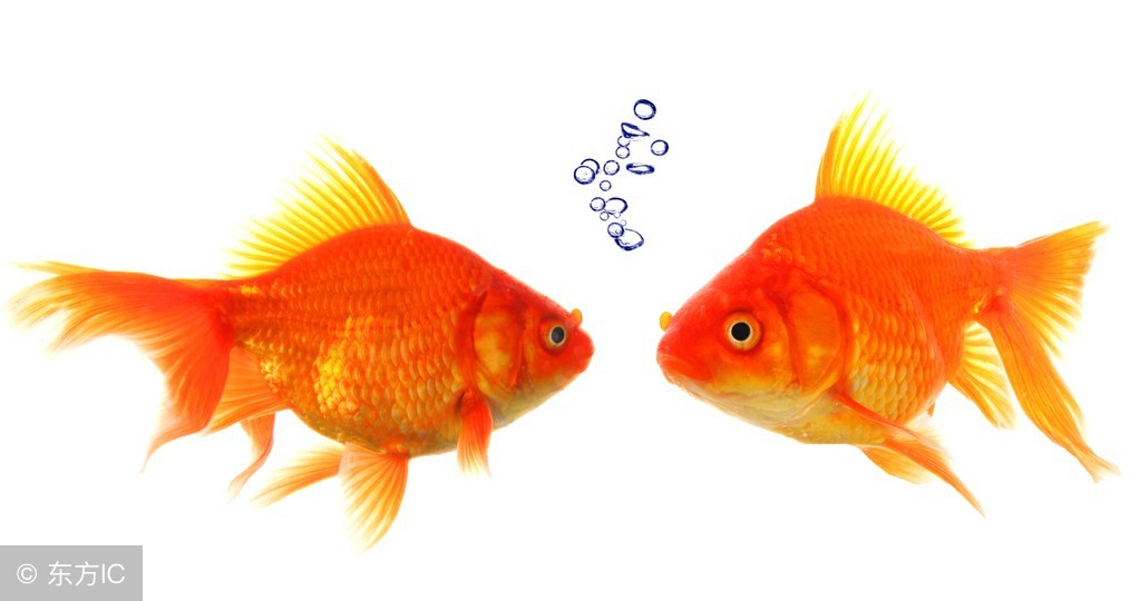 饲养金鱼的专用知识,兰寿金鱼饲养常识