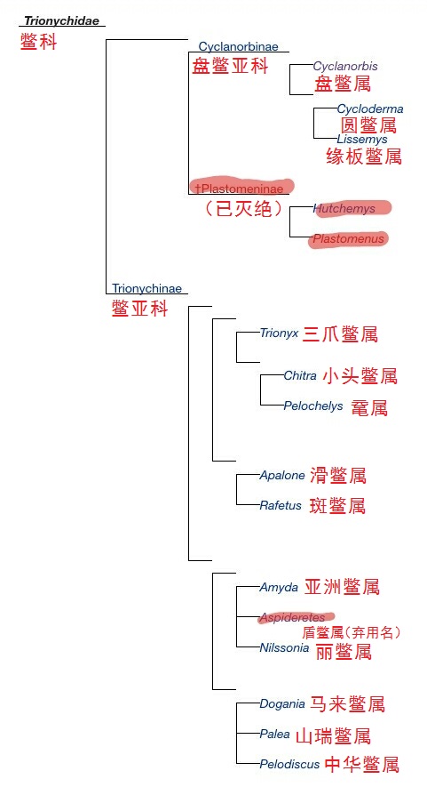 龟鳖目动物大全及图片,所有龟鳖类动物