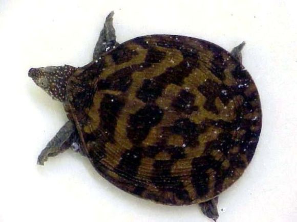 科普龟类知识视频展示,所有龟鳖类动物