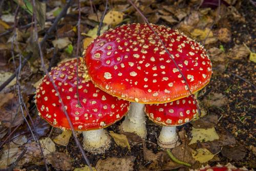 青海毒蘑菇图鉴,常见毒蘑菇图鉴福建