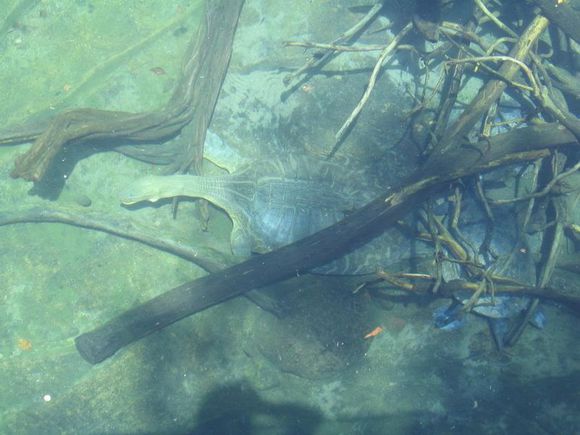 龟鳖目动物大全及图片,所有龟鳖类动物