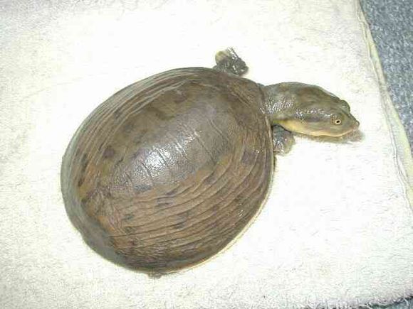 龟鳖目动物大全及图片,所有龟鳖类动物