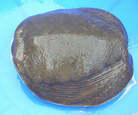 科普龟类知识视频展示,所有龟鳖类动物