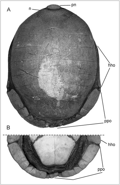 龟鳖目动物大全及图片,所有龟鳖类动物