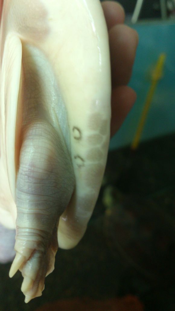 龟鳖目动物大全及图片,所有龟鳖类动物