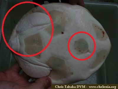 科普龟类知识视频展示,所有龟鳖类动物