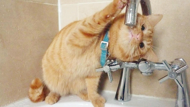 猫主子养猫需要注意的事项,猫主子特别瘦怎么办