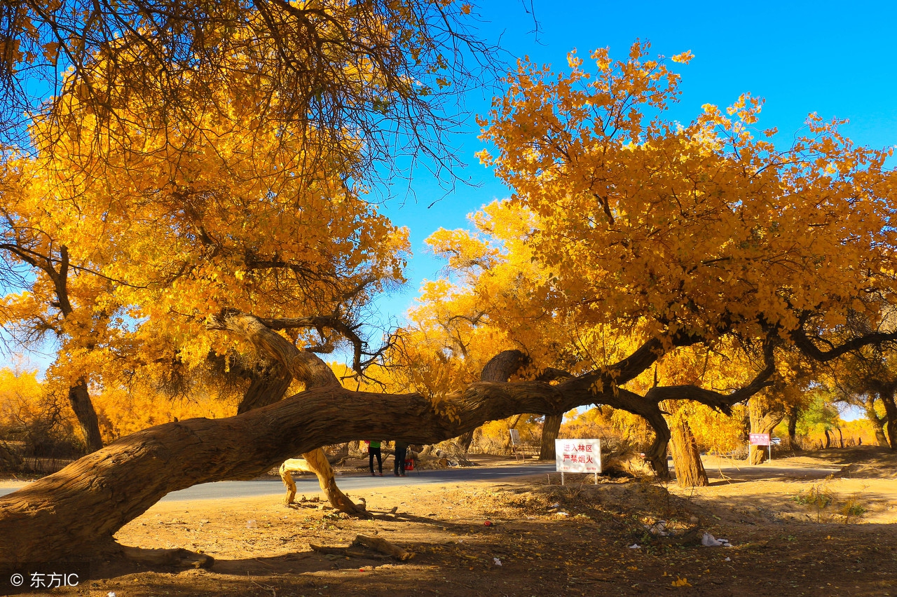 额济纳胡杨林露营攻略,额济纳胡杨林自驾游免费露营