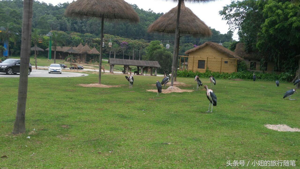 国内哪个动物园有考拉,广州长隆野生动物园考拉馆介绍