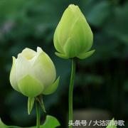 大沽河同题诗《秋月》总汇——56首