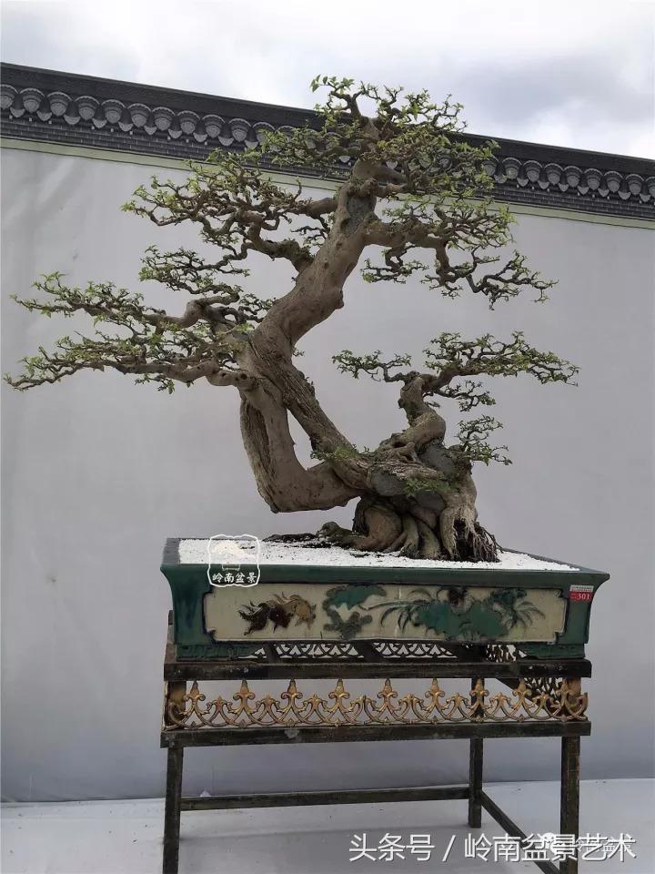 精品掌中宝三角梅盆景,顶级国宝级三角梅盆景