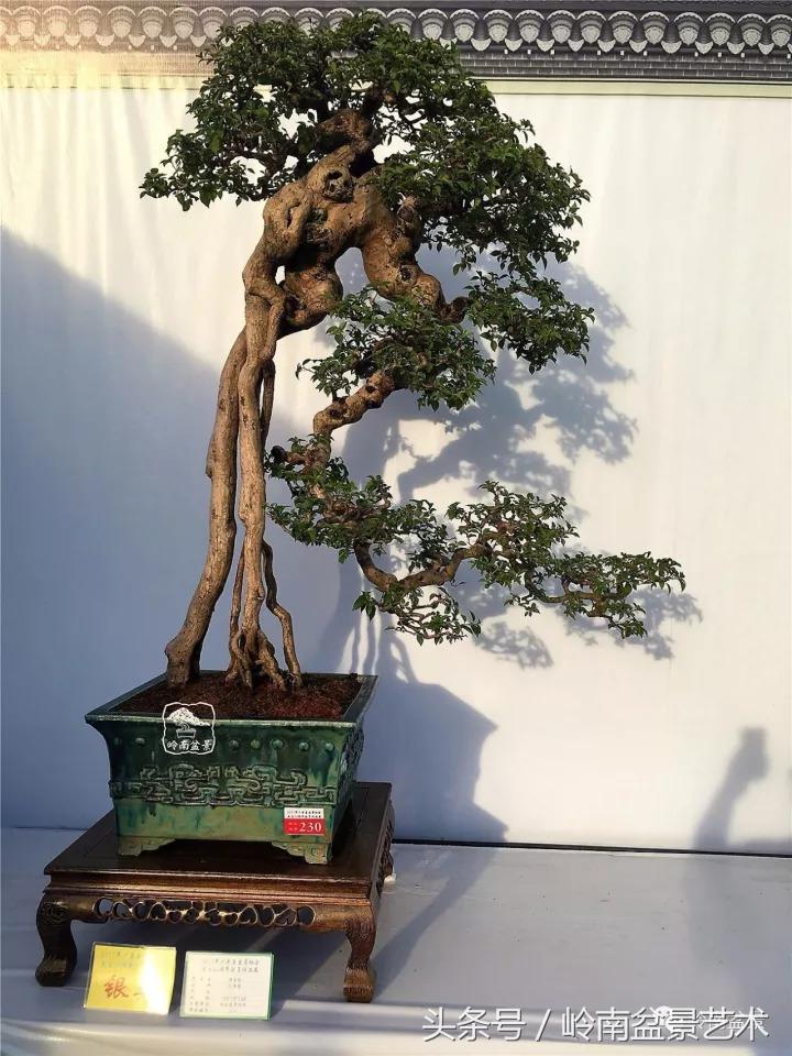 精品掌中宝三角梅盆景,顶级国宝级三角梅盆景