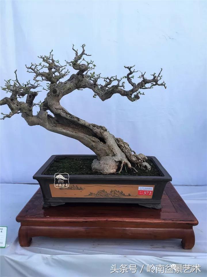 精品掌中宝三角梅盆景,顶级国宝级三角梅盆景