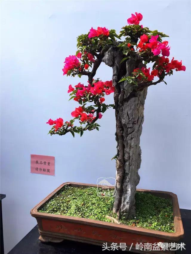 精品掌中宝三角梅盆景,顶级国宝级三角梅盆景