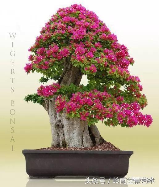 精品掌中宝三角梅盆景,顶级国宝级三角梅盆景