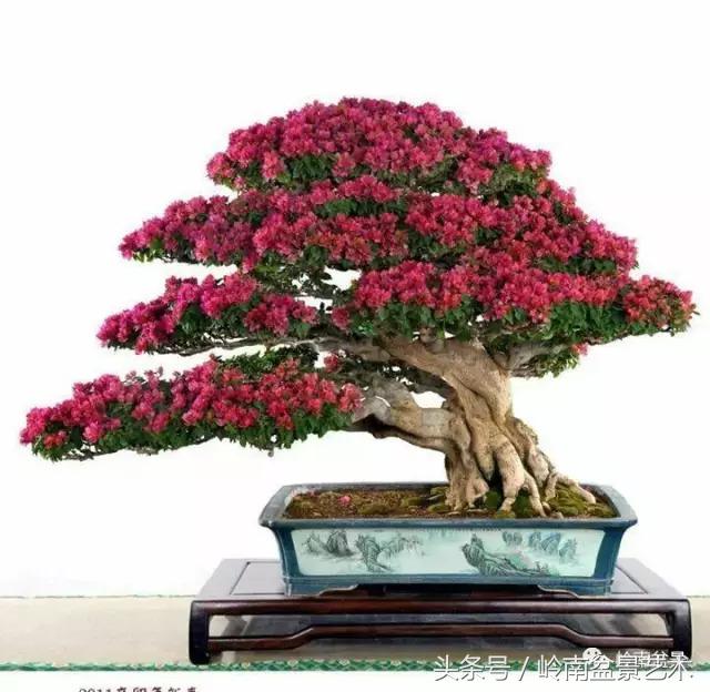 精品掌中宝三角梅盆景,顶级国宝级三角梅盆景