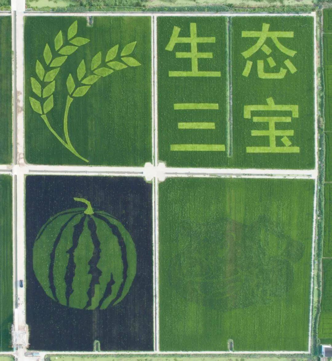 巨型稻田画,史上最大的稻田画