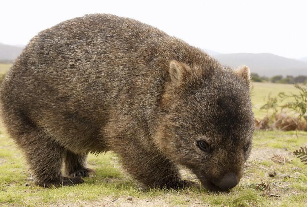 澳大利亚袋鼠考拉袋熊,澳大利亚的袋鼠考拉