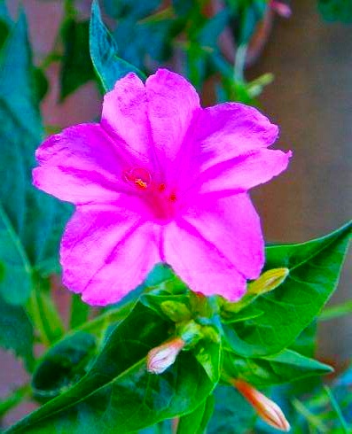 又见一朵美丽的茉莉花,七彩紫茉莉花