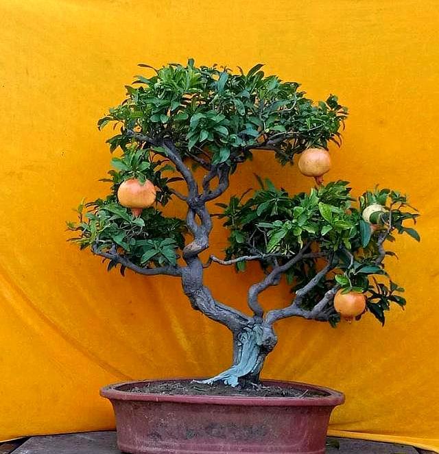 家庭养的石榴怎么施肥,家庭盆栽石榴树养殖方法