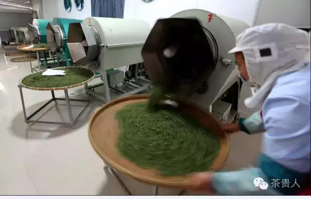 纯手工炒绿茶烘焙工艺,烘焙日照绿茶怎么做的