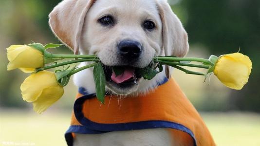 养狗小技巧之拉布拉多怎么训练,养狗养金毛拉布拉多还是边牧好